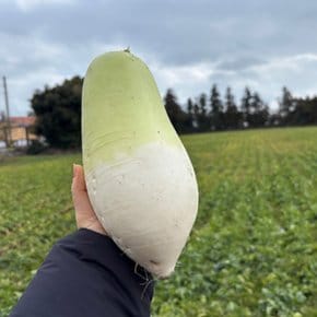 아삭한 세척 제주 햇 월동무 8kg 10kg (제이)