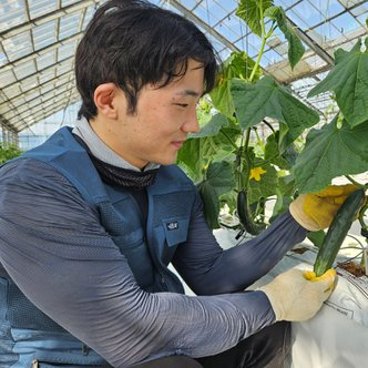  청년농부 김선홍의 국내산 취청오이 2kg 청오이 가시오이 전북정읍