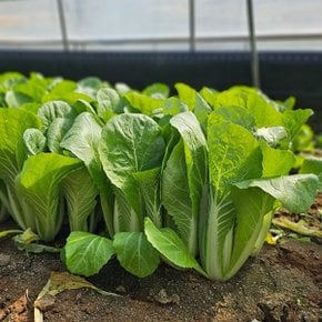 국내산 얼갈이배추 1단(800g 내외)