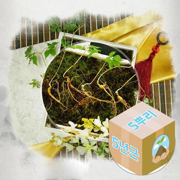 [굿소일] 국산 산양삼 산양산삼 산삼초 5년근 5주 (S10708884)