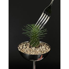 괴마옥 (Euphorbia hypogaea) 스테인레스 고블렛