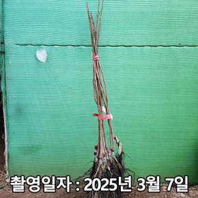 착한가격 나무생각 / 감나무 / 감풍단감 / 접목1년 / 1등묘