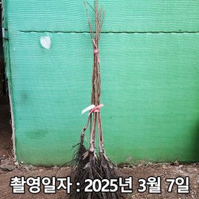 착한가격 나무생각 / 감나무 / 감풍단감 / 접목1년 / 1등묘