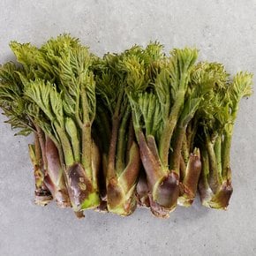 산지직송 일월산 유기농 참두릅 1kg