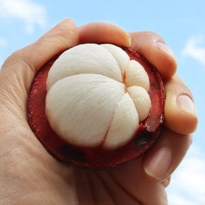 태국 열대과일 생망고스틴 생과 1kg