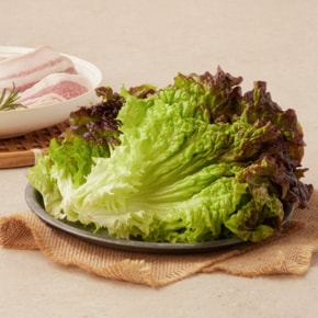적색 아삭이상추 (팩)