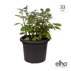 [엘호 elho] 그린베이직 포테이토 팟(33cm)