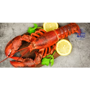 캐나다 프리미엄 자숙랍스터 선물세트 3호 5미 1.7~1.8kg/미당 350~400g