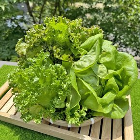 Fresh 전남 함평 무농약 유럽샐러드 상추 채소 유러피안 3종 1kg
