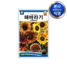 해바라기 오톰뷰티 씨앗 50립 . 큰키 야생화 일년생 꽃 꽃씨 봄 파종 정원 종자