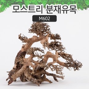 모스트리 분재유목 (L) M602/ 수초 활착 유목