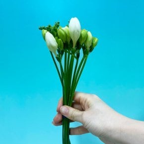 화이트 후리지아 프리지아 (양재꽃시장) 생화 경매 직송 꽃다발 꽃선물 꽃바구니 정기구독 꽃꽂이