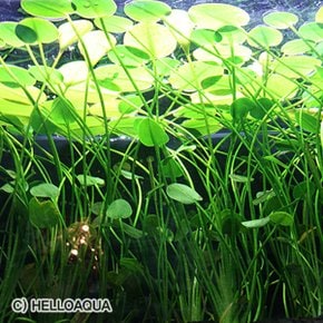 수초-물 야앙귀비 2뿌리-열대어 어항 수족관 수중식물