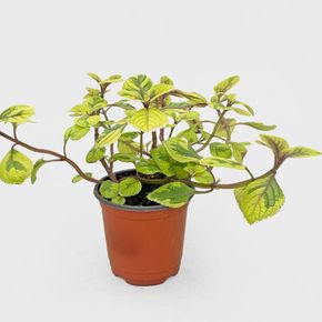 무늬 스웨디쉬 아이비 소형 키우기 쉬운 식물 공중 덩굴 행잉식물 실내공기정화