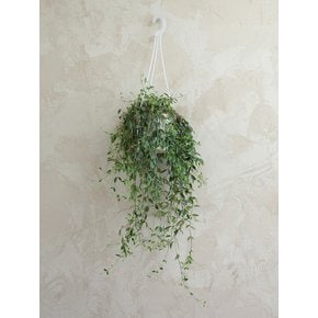 오렌지볼 행잉 (Orangeball Hanging)