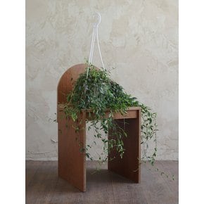오렌지볼 행잉 (Orangeball Hanging)