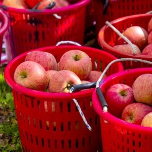 인정푸드 [경상북도][인정한과일] 인정가득 하루 한 사과 / 가정용 알뜰사과 5kg 17-23과내