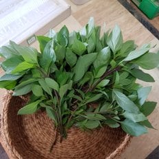 향채소 타이 바질(Thai Basil) 200g