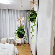 따랑 키우기쉬운식물  아이비 복조리 행잉플랜트