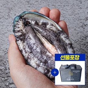 [선물세트포장] 완도 활전복 1kg(6~7미) + 전복칼증정