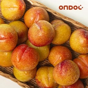 새콤달콤 햇 자두 중대과 2kg (22과내외)