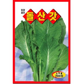 돌산갓 씨앗 2000립