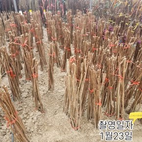 백일홍 배롱나무 묘목 (다이너마이트) 삽목2년특묘