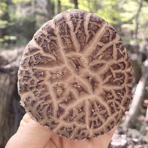 [9/21일 오전8시 주문마감][제주시산림조합] 표고버섯 분말 50g x 4개