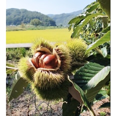 [마켓드림이]충남 공주,부여 22년도 햇 옥광밤 대 5kg