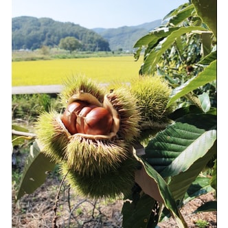  [마켓드림이]충남 공주,부여 22년도 햇 옥광밤 대 5kg