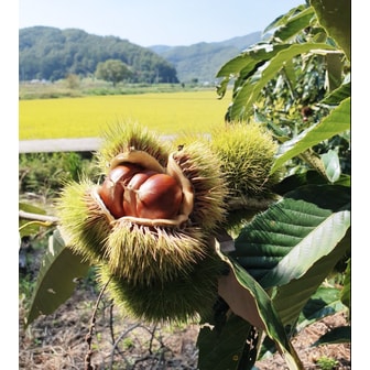  [마켓드림이]충남 공주,부여 22년도 햇 옥광밤 대 5kg