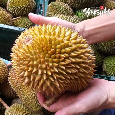 식탐대첩 통 두리안 생과 5-5수 약8kg