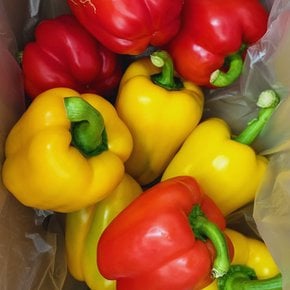 전남 빨강 노랑 못난이 파프리카 2색 1kg (4-10과내외)