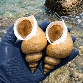 백골뱅이 (대) 1kg / 10-16미 내외