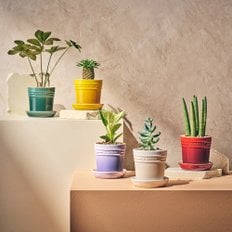[정가65000원]허브플랜터 10cm(색상선택)