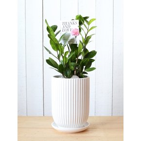 금전수 ZZ Plant Porcelin Veil 도자기 화분(L)