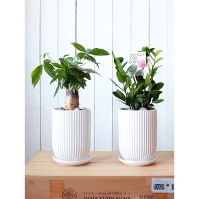 금전수 ZZ Plant Porcelin Veil 도자기 화분(L)