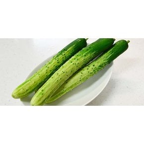 국내산 백다다기 백오이(특)1kg