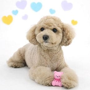 리본베어 라텍스 토이 강아지 고양이 애견 장난감(랜덤발송)1P