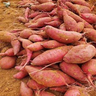  산지직송 땅끝 해남 베니하루카 꿀 고구마 3kg (한입/비세척)