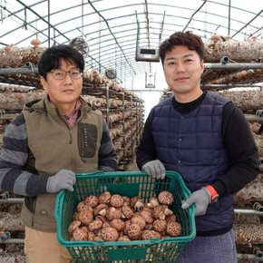 국산 무농약 표고버섯 생표고버섯 건표고버섯