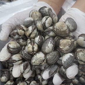 국내산 오동통 제철 새꼬막 3kg