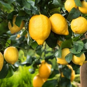 레몬나무 H0.8전후 화분묘