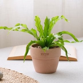 [plant] 청량감듬뿍 아비스 감성토분set