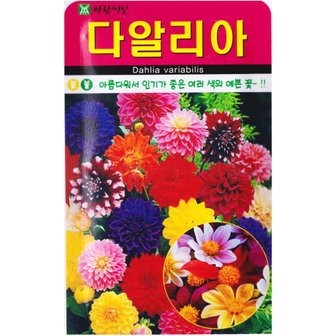  아람 다알리아 꽃씨앗 100립 홀꽃 겹꽃 예쁜 꽃씨