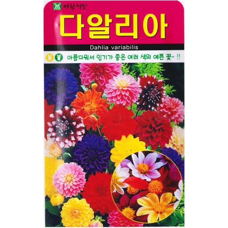 아람 다알리아 꽃씨앗 100립 홀꽃 겹꽃 예쁜 꽃씨, 믿고 사는 즐거움 Ssg.Com