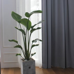 [음지/거실에좋은식물/여인초 화초배달]우아한 아름다움, 플랜테리어 공기정화식물 극락조 화분키우기
