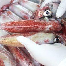 인정식탁 [춘백이네어부장터] 동해안에서 잡은 국내산 한치 1kg 내외 8-10미