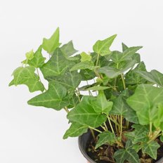 아이비 소형 키우기 쉬운 식물 공중 덩굴 행잉식물 실내공기정화