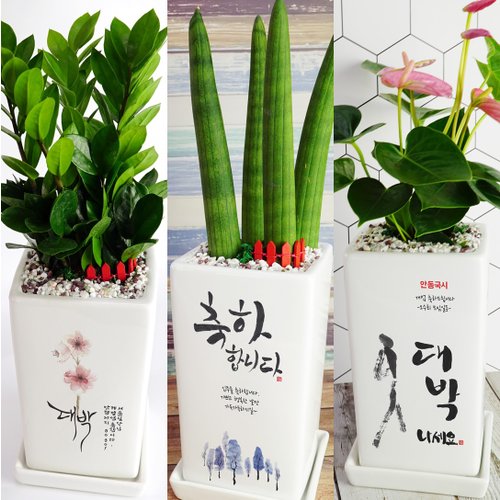 추가이미지